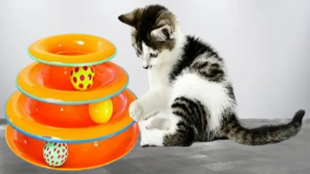 Best Cat Toys