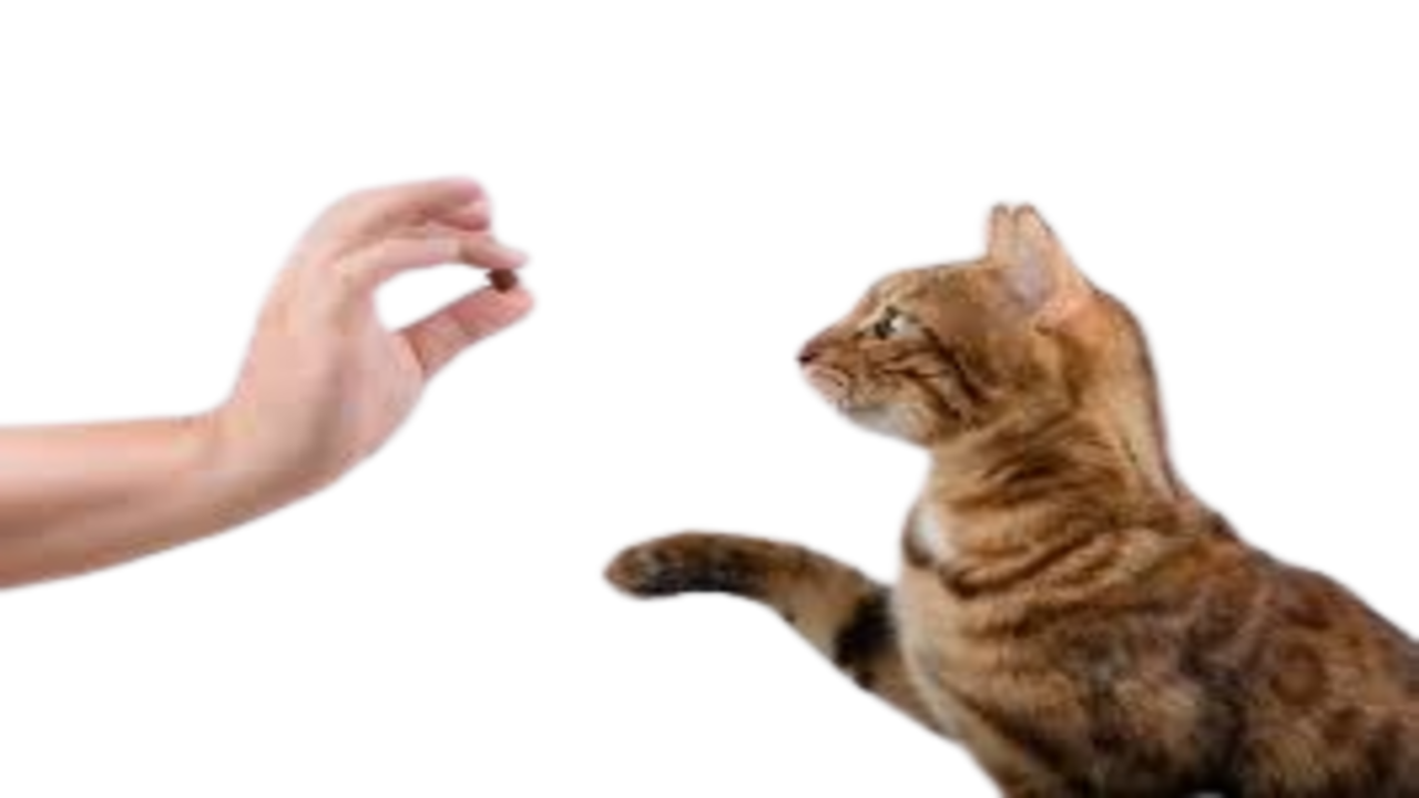 Clicker Training Cats