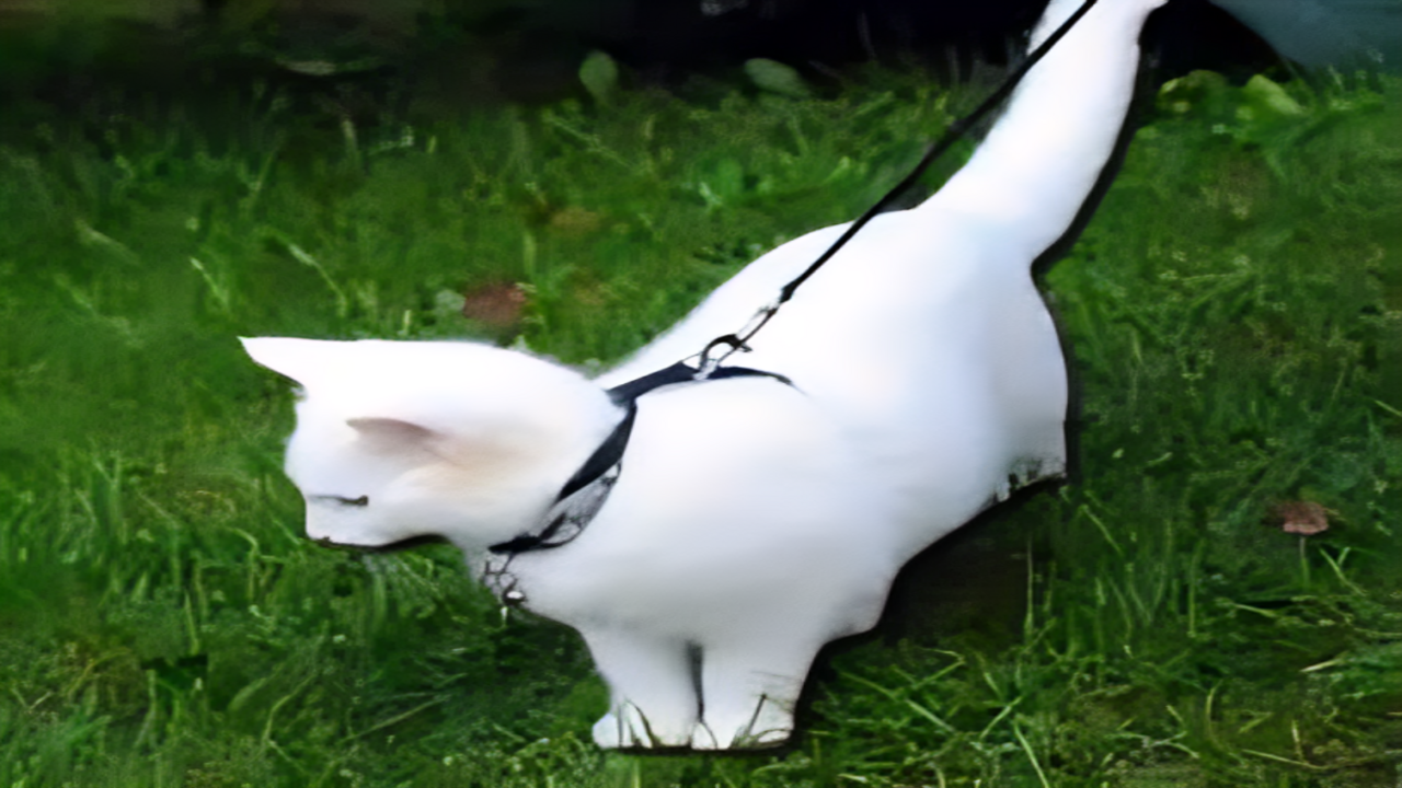 Leash Training Cats