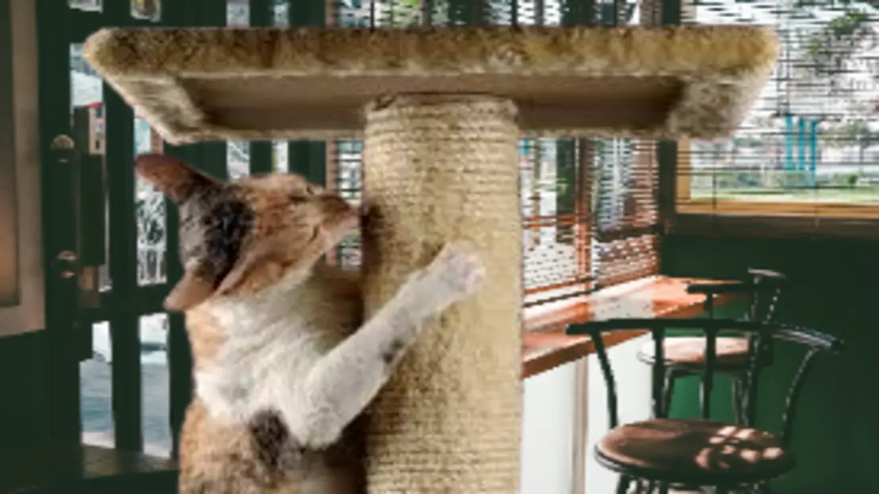 Scratching Post Training