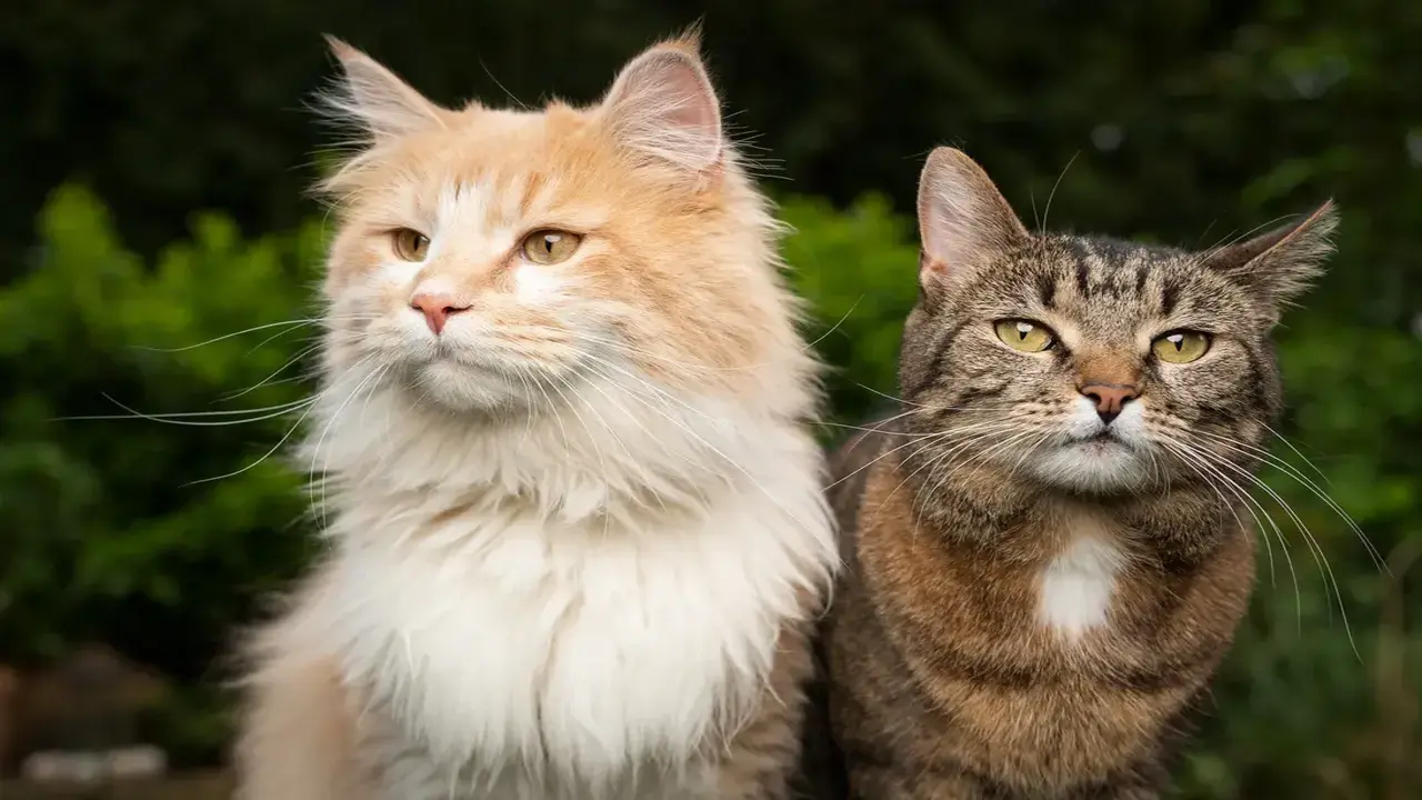 Train a Cat at Home cat training tips